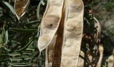 冬麻豆,冬日里的暖阳美食之旅